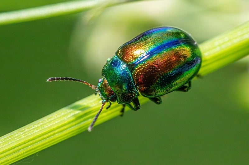 Pest Management